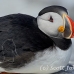 puffin_atlantic_msi_h_1612_can1233.jpg